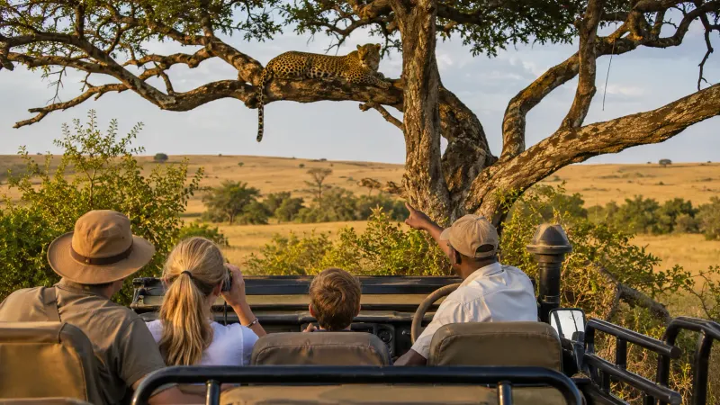 A family on an Africa guided group tour watching a leopard on a tree branch in the Masai Mara National Reserve.