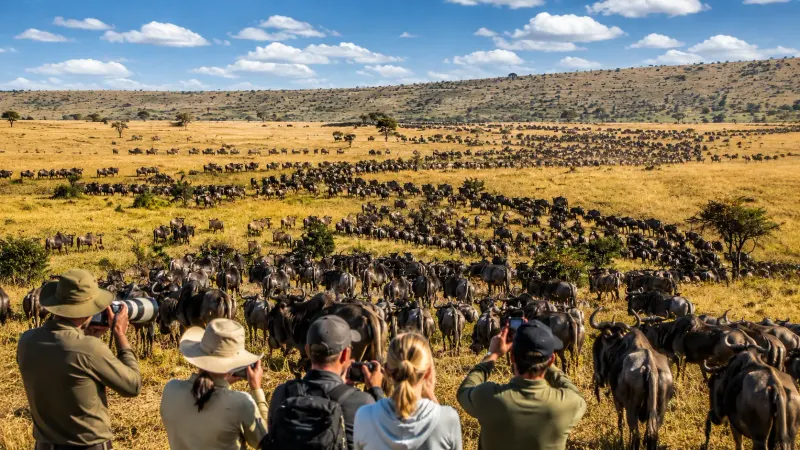 Thousands of wildebeest migrating across the sweeping grasslands of Serengeti National Park during an Africa country tour organized by Piccola Travel in Miami, Florida.
