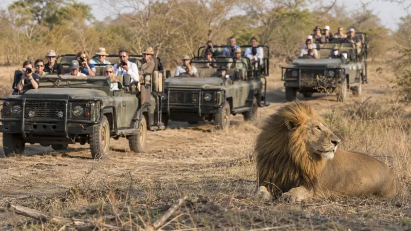 A professional open safari vehicle observing a male lion during an Africa guided group tour in Kruger National Park, organized by Piccola Travel, a travel agency in Miami, Florida.
