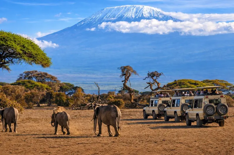 Wildlife safari game drive in Kenya Masai Mara, guided Africa tour by Piccola Travel Florida.