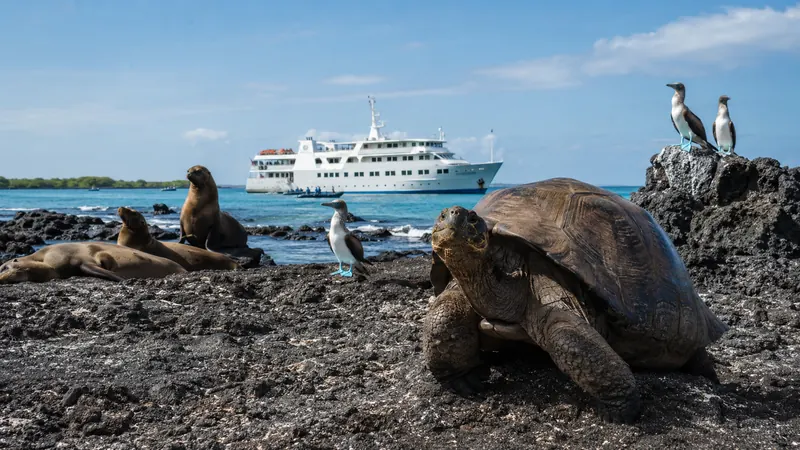 Giant tortoise and sea lions on a volcanic Galapagos shoreline — Galapagos cruise packages.