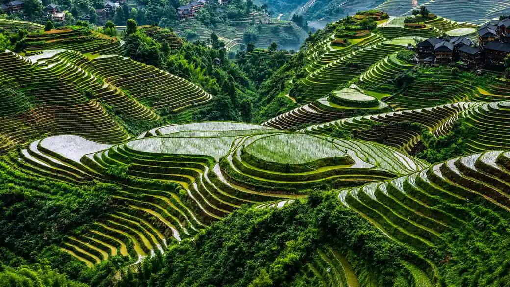 Flooded Longji rice terraces curving down green hillsides, a cultural excursion on this guided China tour
